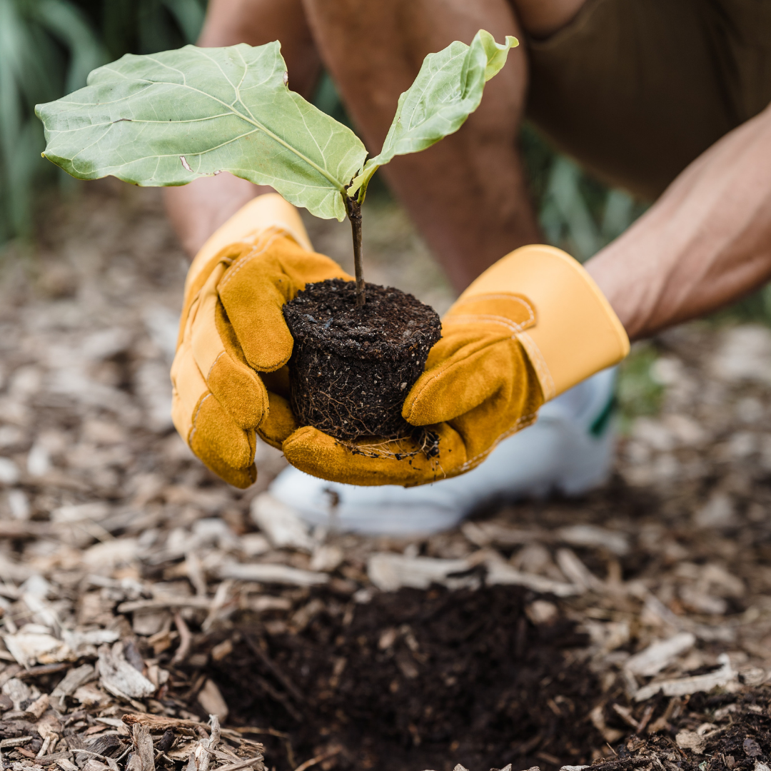 Environmental/Conservation Initiatives