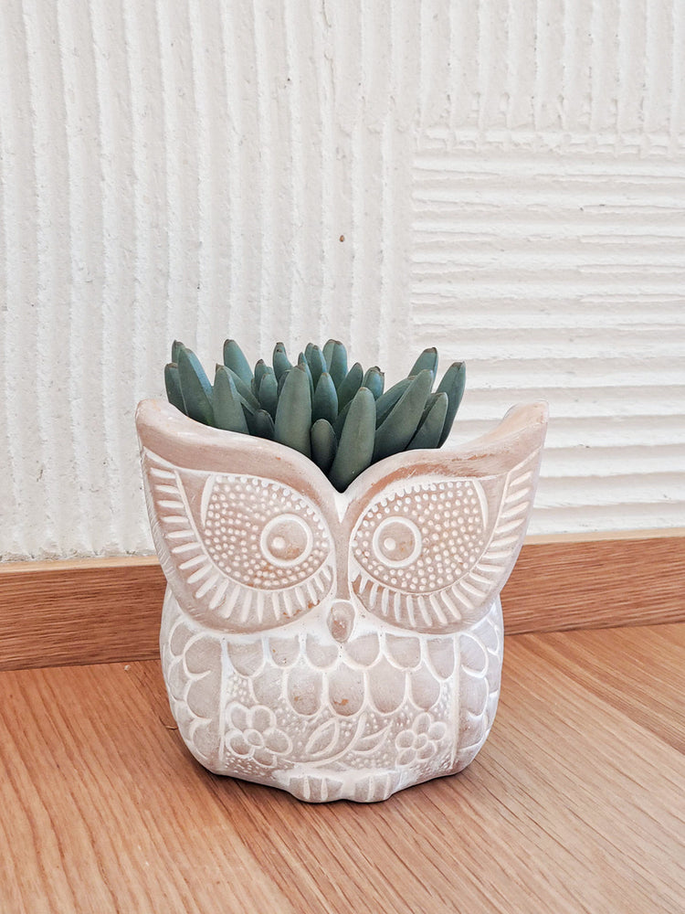 
                  
                    Terracotta Pot - Big Eye Owl by KORISSA
                  
                