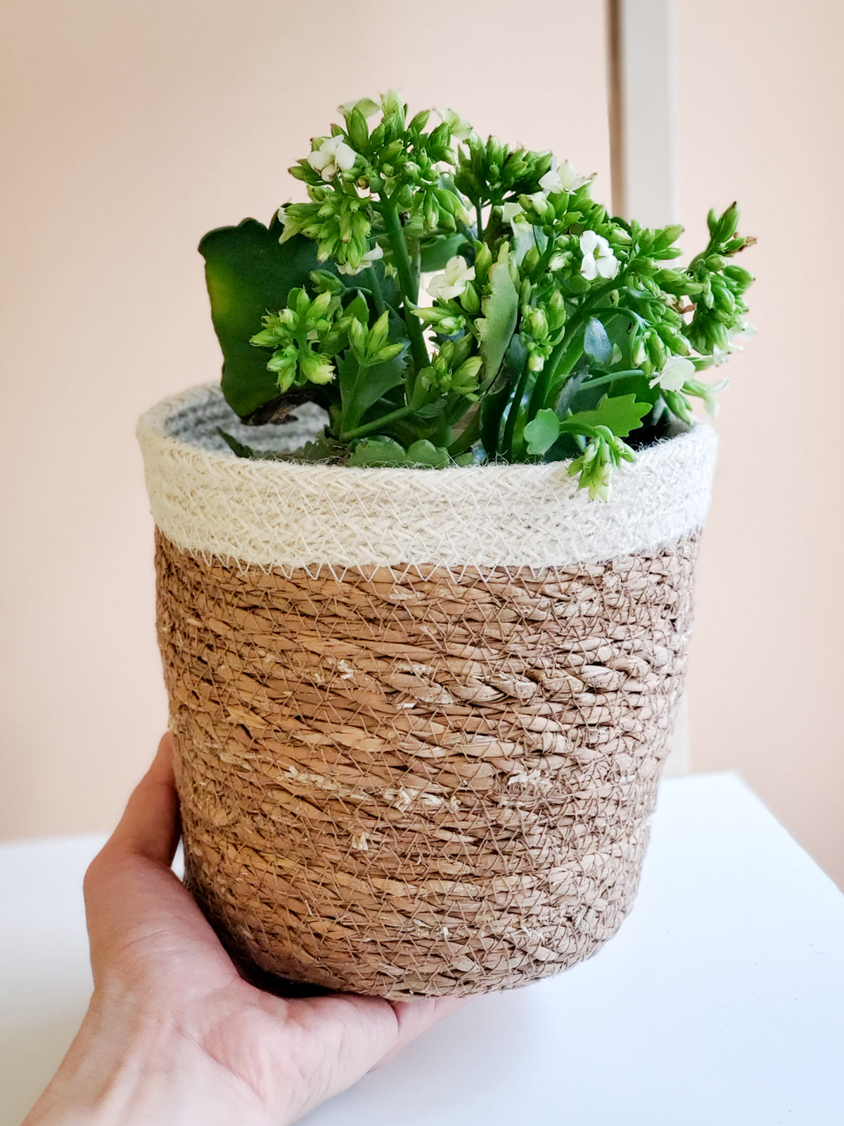 
                  
                    Savar Plant Basket by KORISSA
                  
                