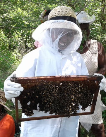 
                  
                    Haitian Natural Honey
                  
                