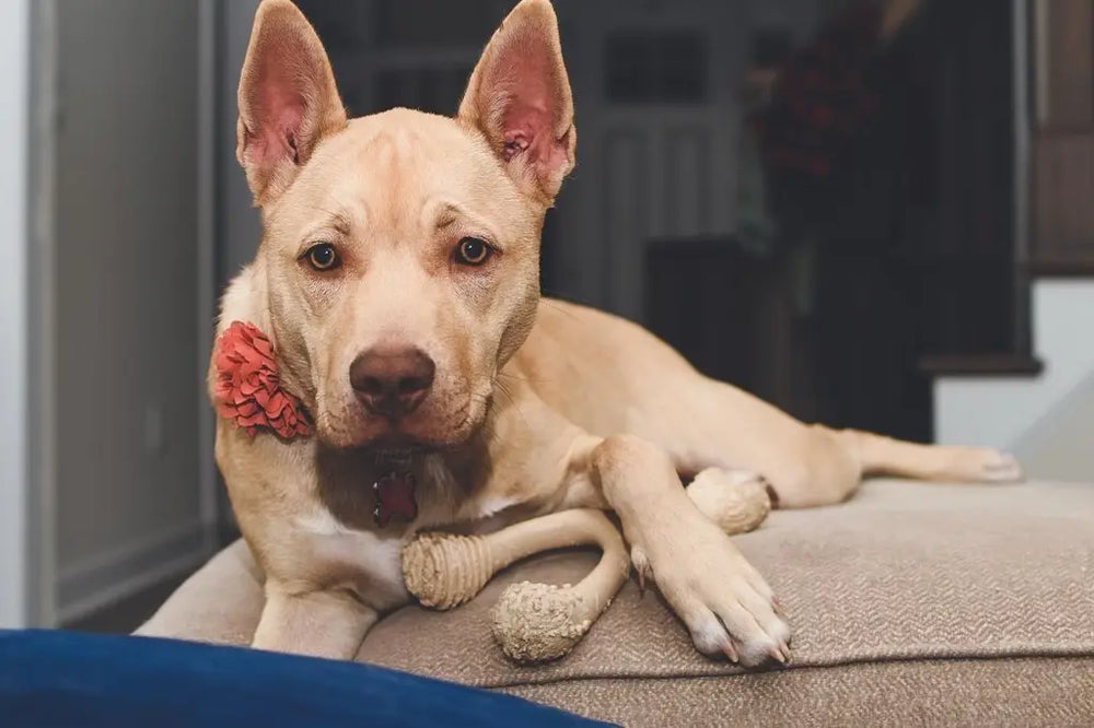 
                  
                    BetterBone TOUGH — Sustainable All-Natural Dental Cleaning Chew for Superchewer Dogs & Puppies by The Better Bone Natural Dog Bone
                  
                