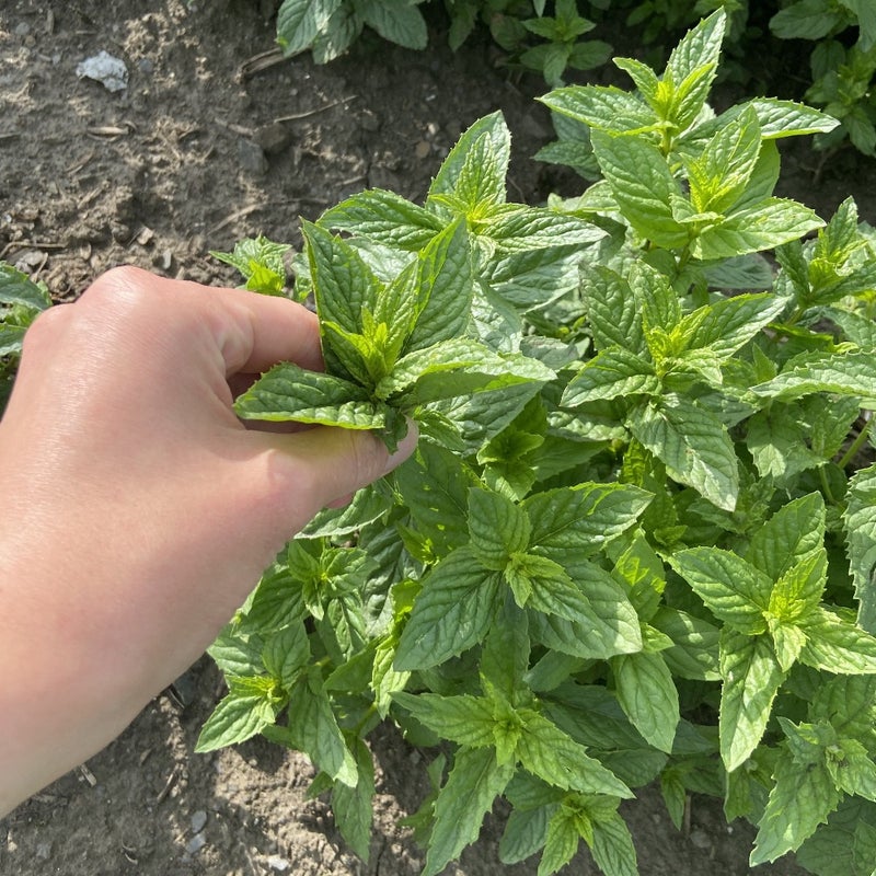 
                  
                    Peppermint Leaf Tea
                  
                
