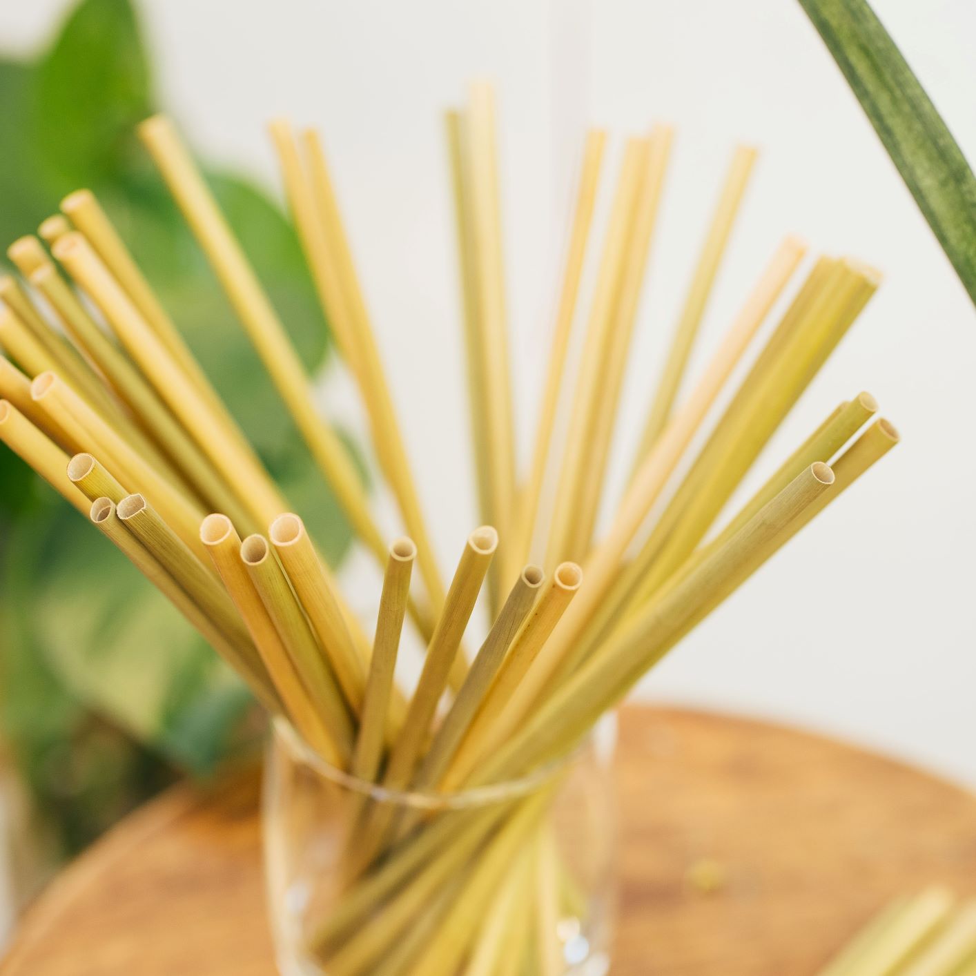 
                  
                    EQUO Grass Drinking Straws
                  
                