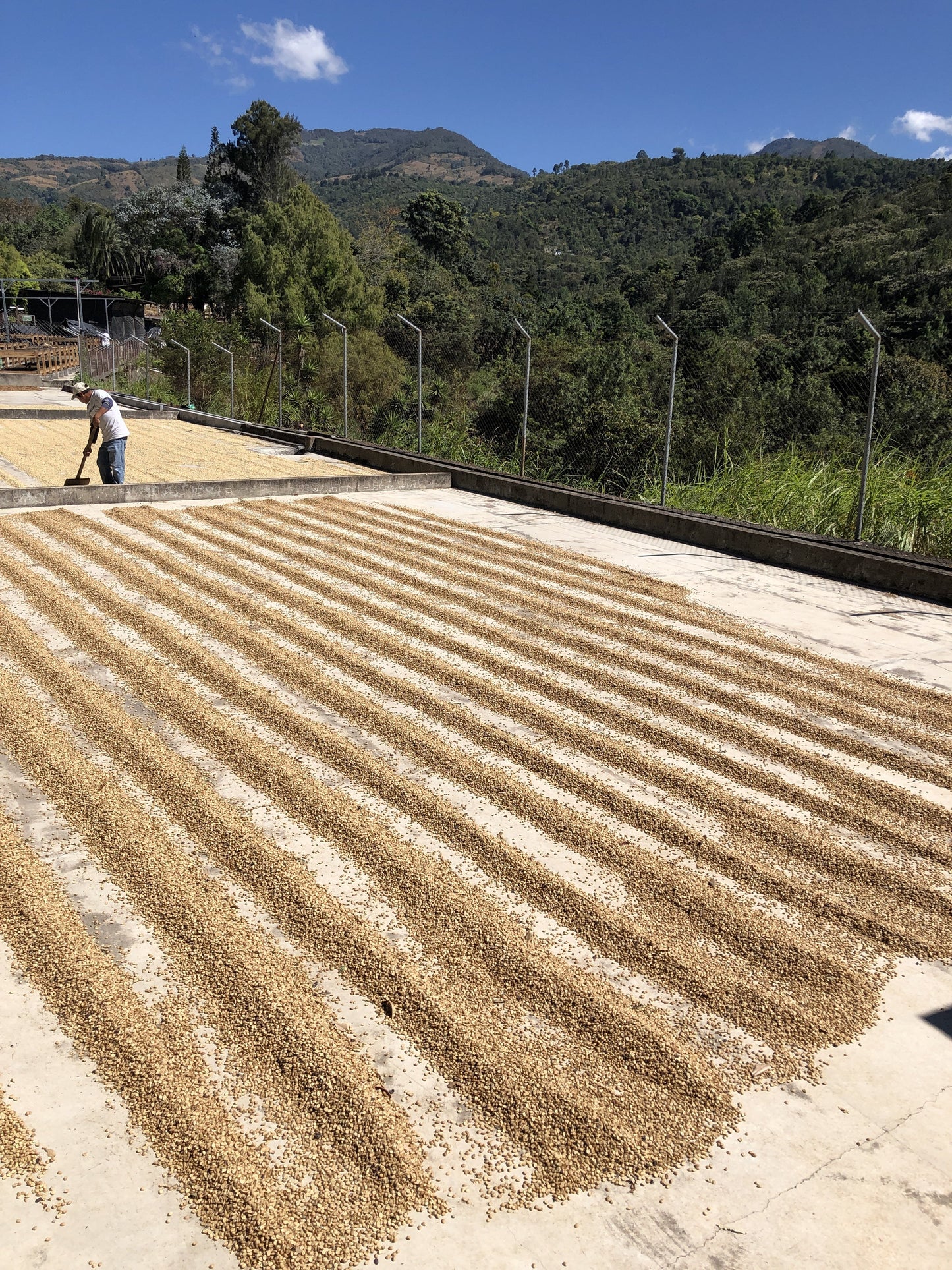 
                  
                    Santa Felisa Gesha Washed by Bean & Bean Coffee Roasters
                  
                