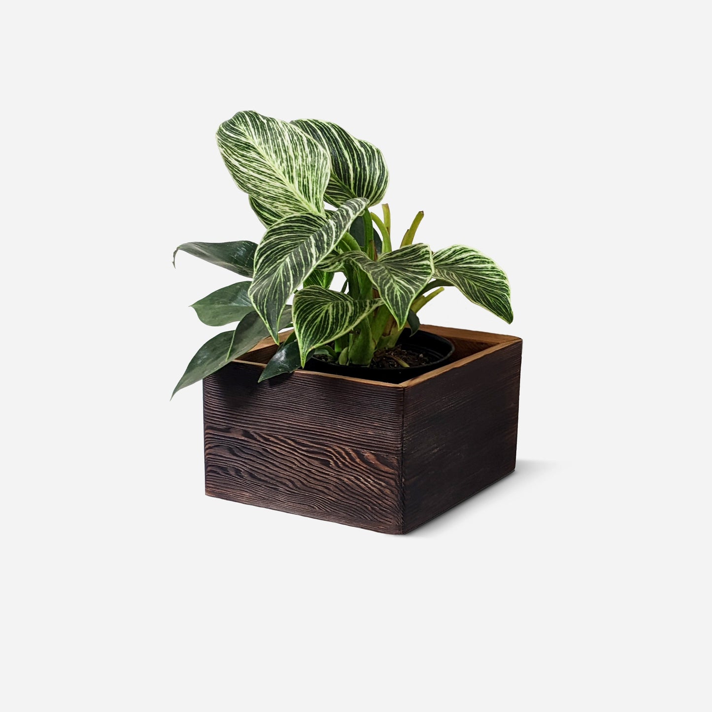 
                  
                    Diamond Self-Watering, Wall-Mounted Planter by Formr
                  
                